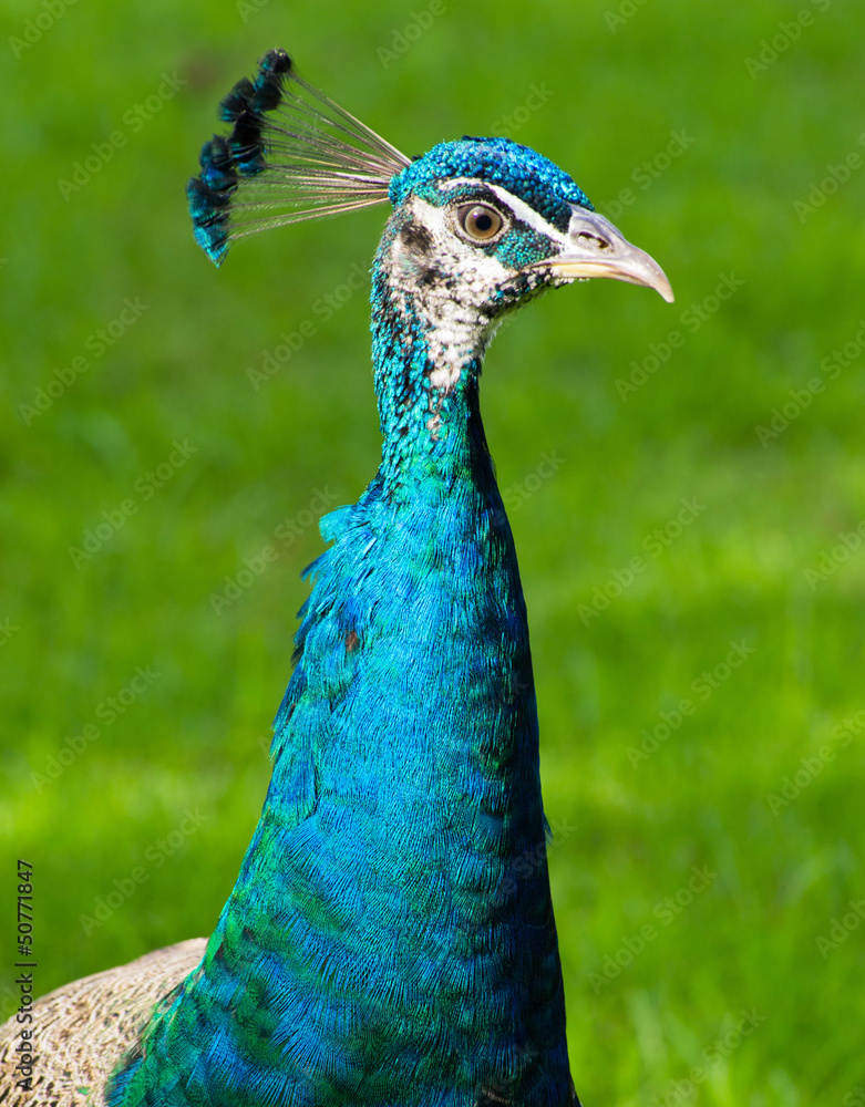 Fototapeta premium peacock
