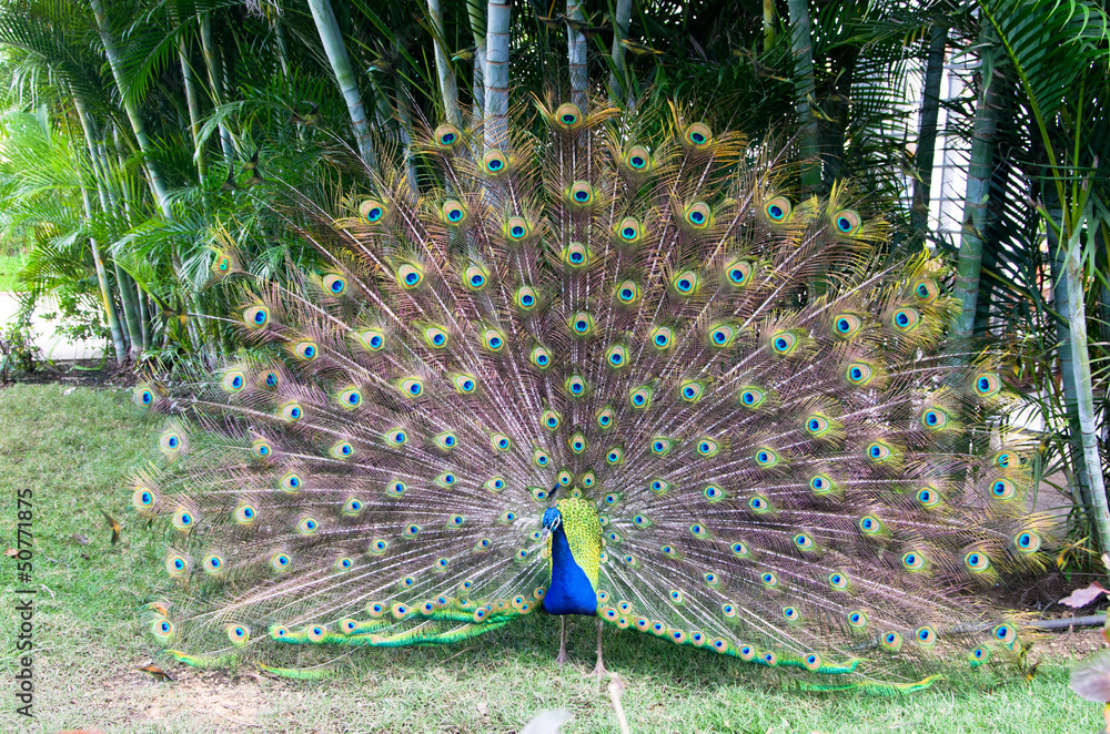 Fototapeta premium peacock
