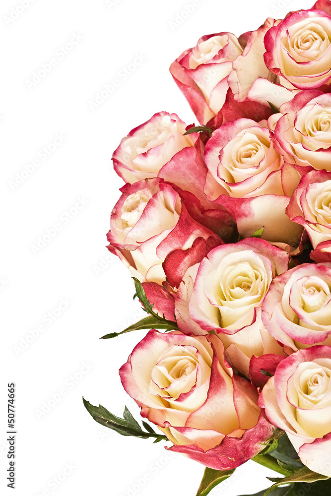 Big bunch of roses, isolated. With place for your text