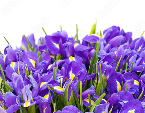 Fototapeta Naklejka Na Ścianę i Meble -  bouquet of irises