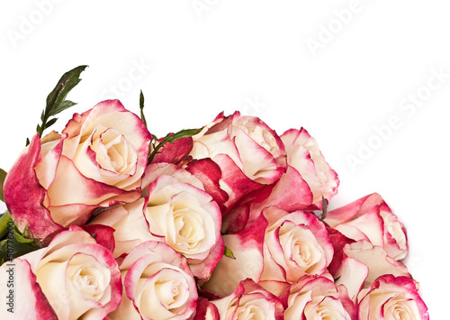 roses, on the white, with place for your text