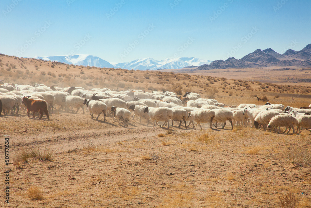 a flock of sheep on the steppes