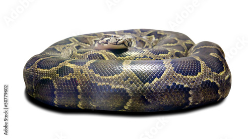 Python molurus. Isolated over white