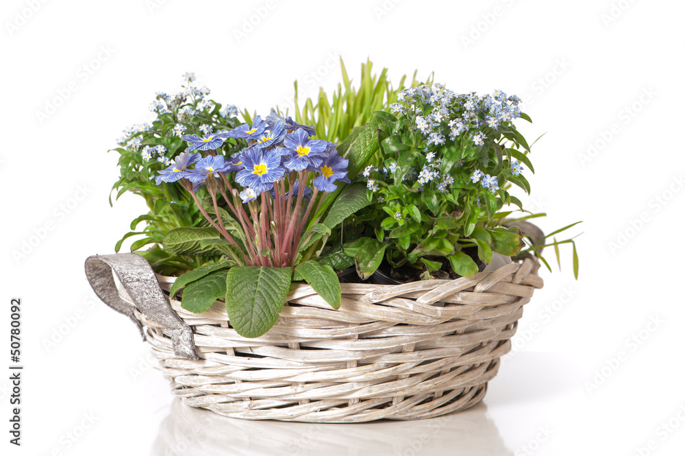 Fotografie Frühlingsblumen in Pflanzkorb