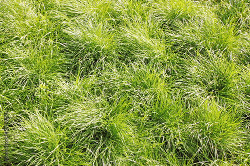 Spring grass