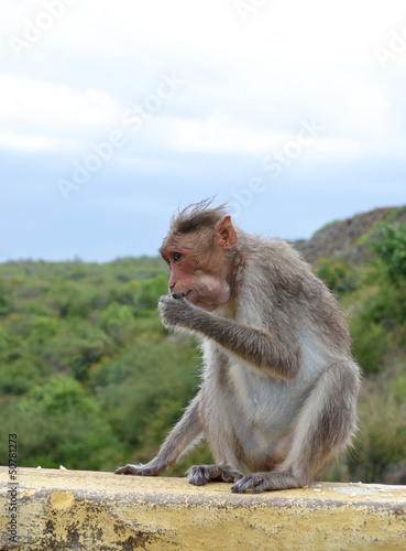 Monkey-eating-puffed-rice-on-a-wall © prime031974