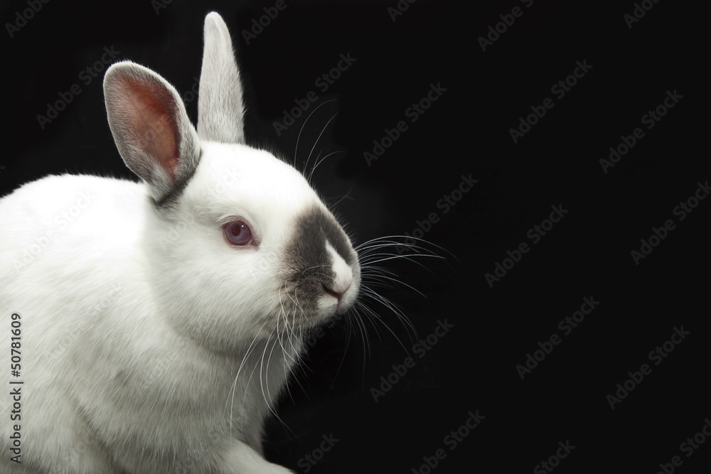 white rabbit - obrazy, fototapety, plakaty 