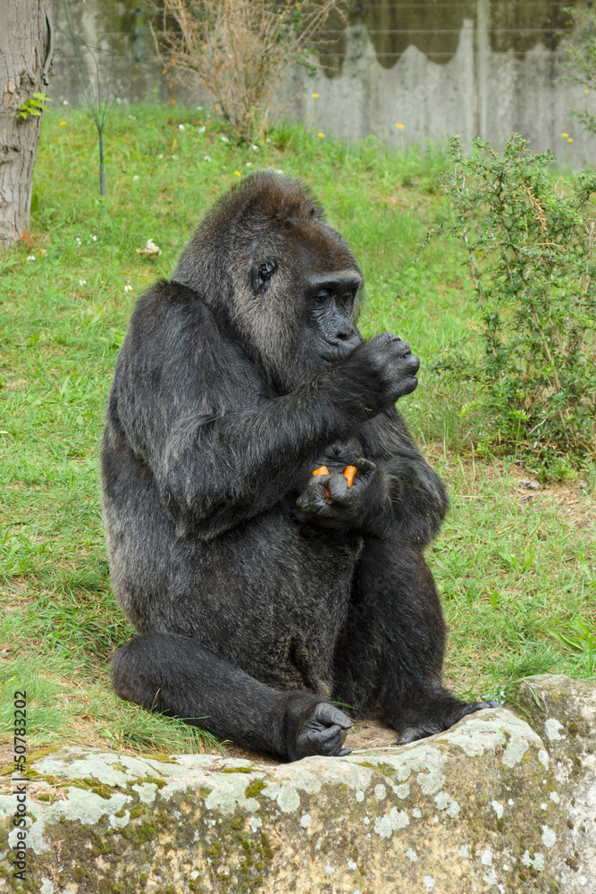 Gorilla eats a carrot