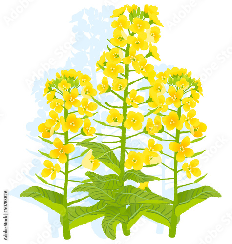 菜の花 Canola flowers
