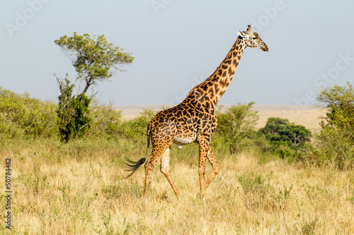 Giraffe © blackdressed
