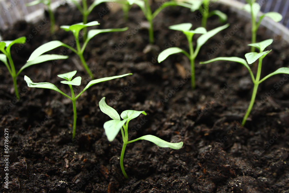 Green seedling growing out of soil Green seedling growing out of soil