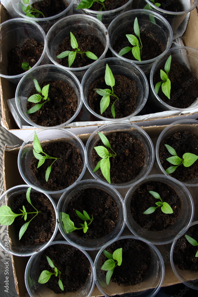 Green seedling growing out of soil Green seedling growing out of soil