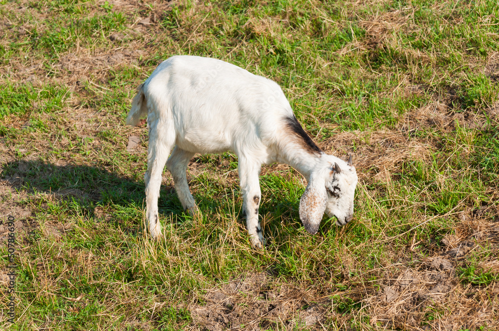 Fototapeta premium Young whiter Nubian goat grazing