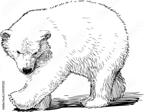 little polar bear