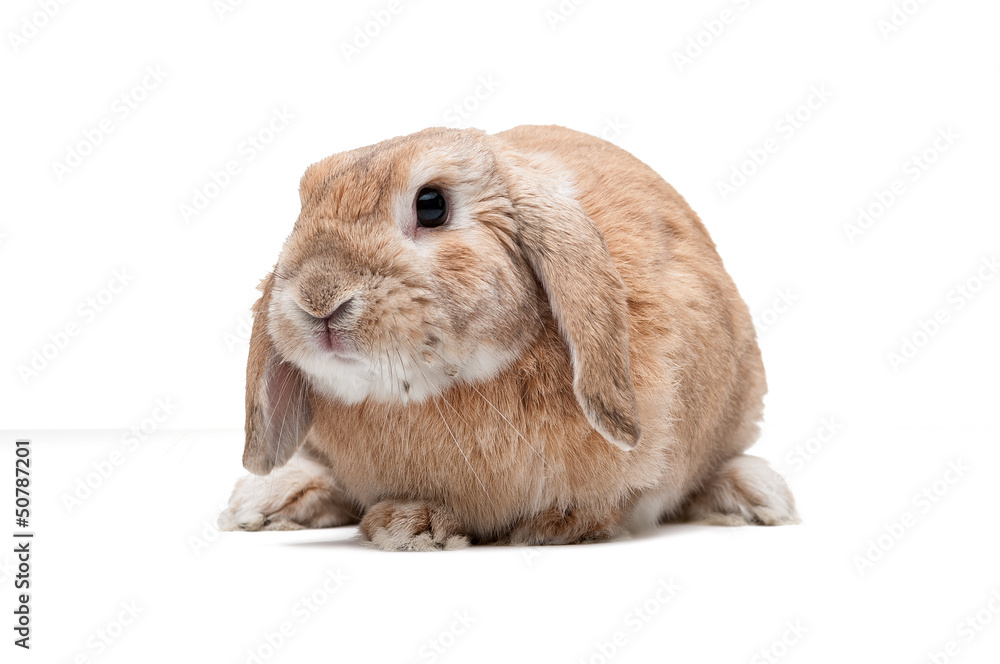Rabbit on a white background, looking ahead, the breed of dwarf Rabbit on a white background, looking ahead, the breed of dwarf