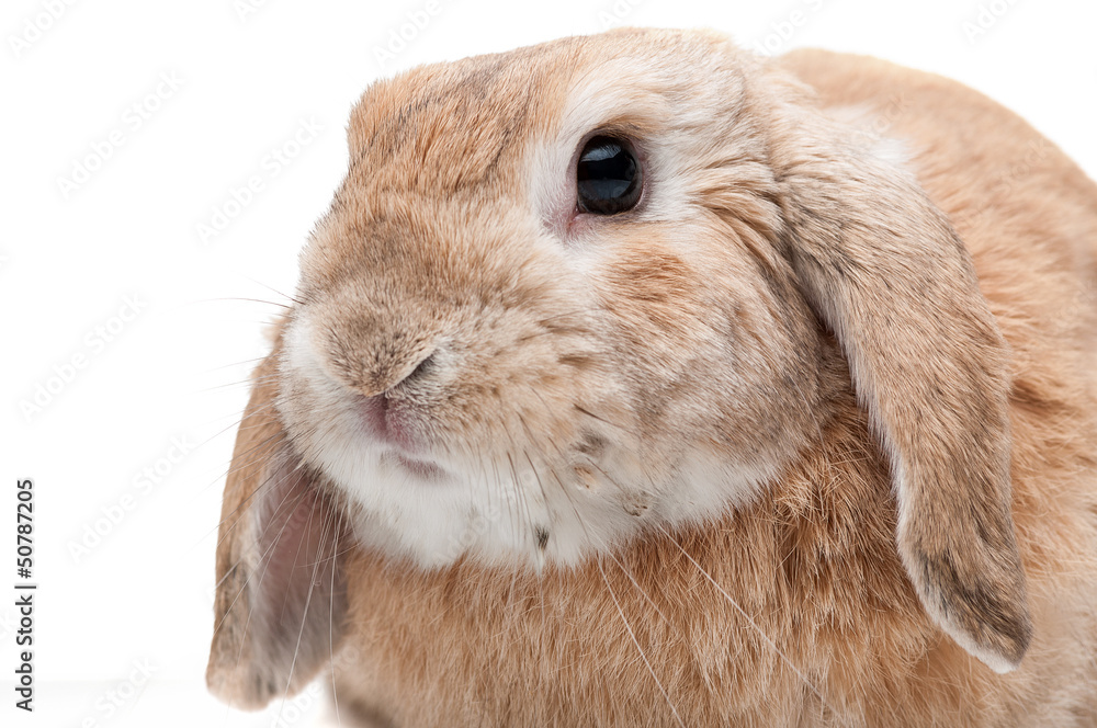 Rabbit on a white background, looking ahead, the breed of dwarf Rabbit on a white background, looking ahead, the breed of dwarf