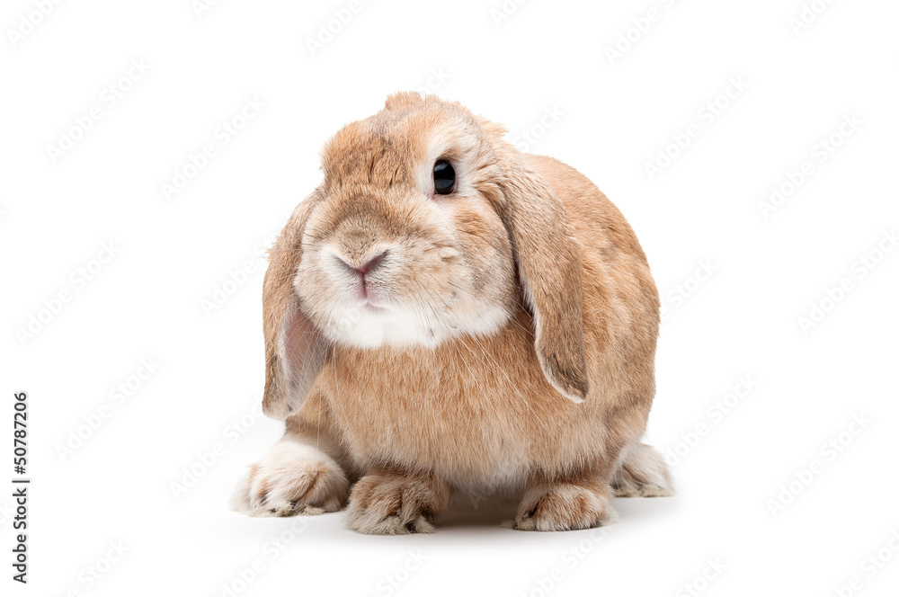 Rabbit on a white background, looking ahead, the breed of dwarf Rabbit on a white background, looking ahead, the breed of dwarf