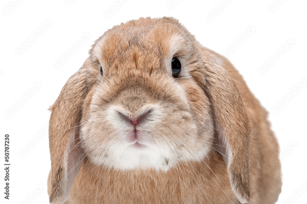 Rabbit on a white background, looking ahead, the breed of dwarf Rabbit on a white background, looking ahead, the breed of dwarf