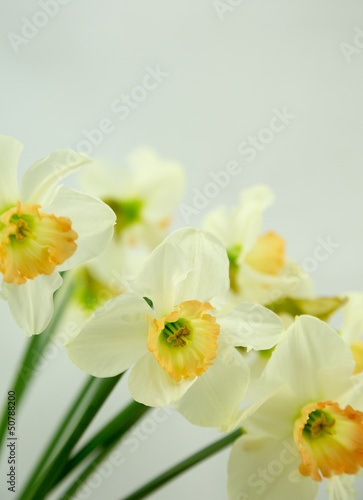Spring Daffodils.