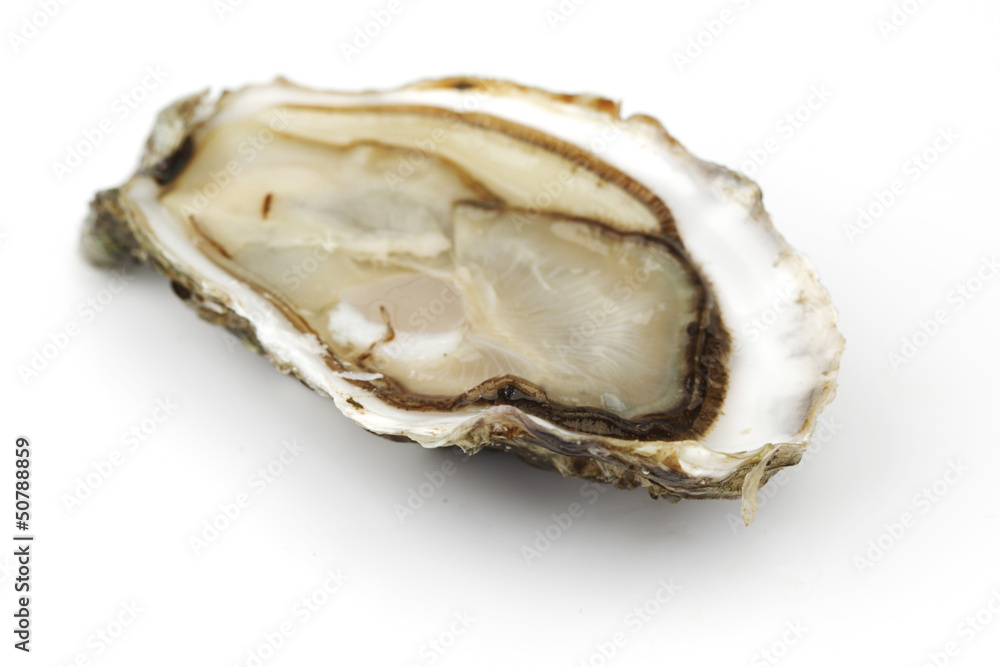 Oyster on white Oyster on white