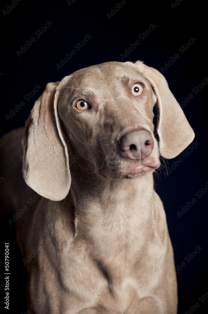 Weimaraner dog portrait