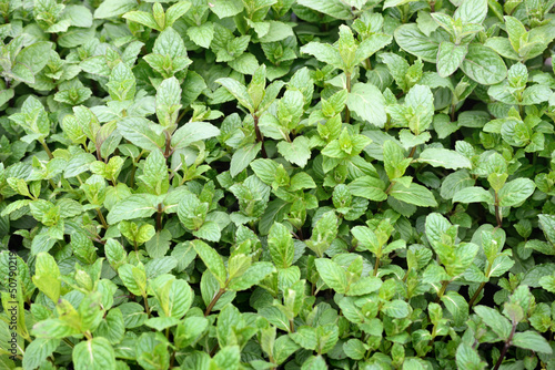 Mint plants to the market in Italy