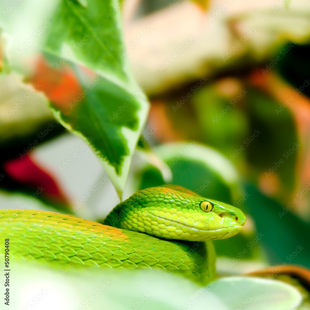 Fototapeta premium green snake