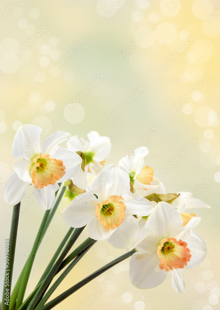 Daffodils. Daffodils.