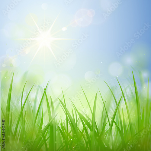 Sommerwiese