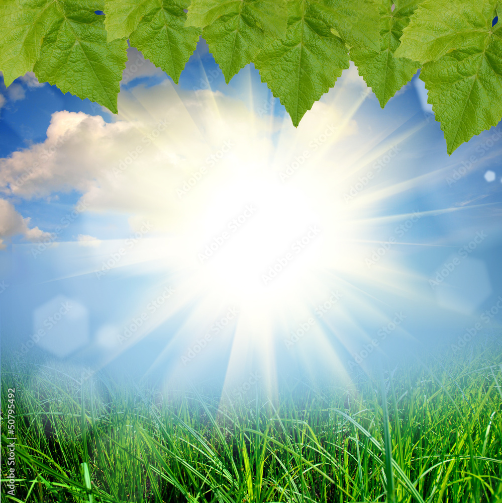 Obraz premium green nature background