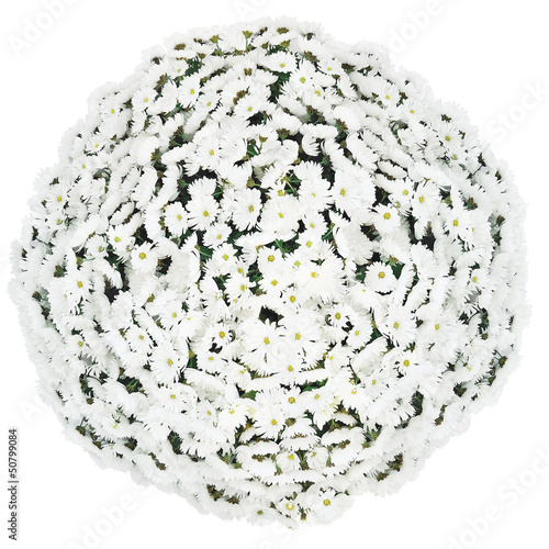 White chrysanthemums bunch chrysanth flowers ball large isolated photo