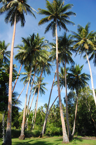 Fototapeta Naklejka Na Ścianę i Meble -  Palm forest