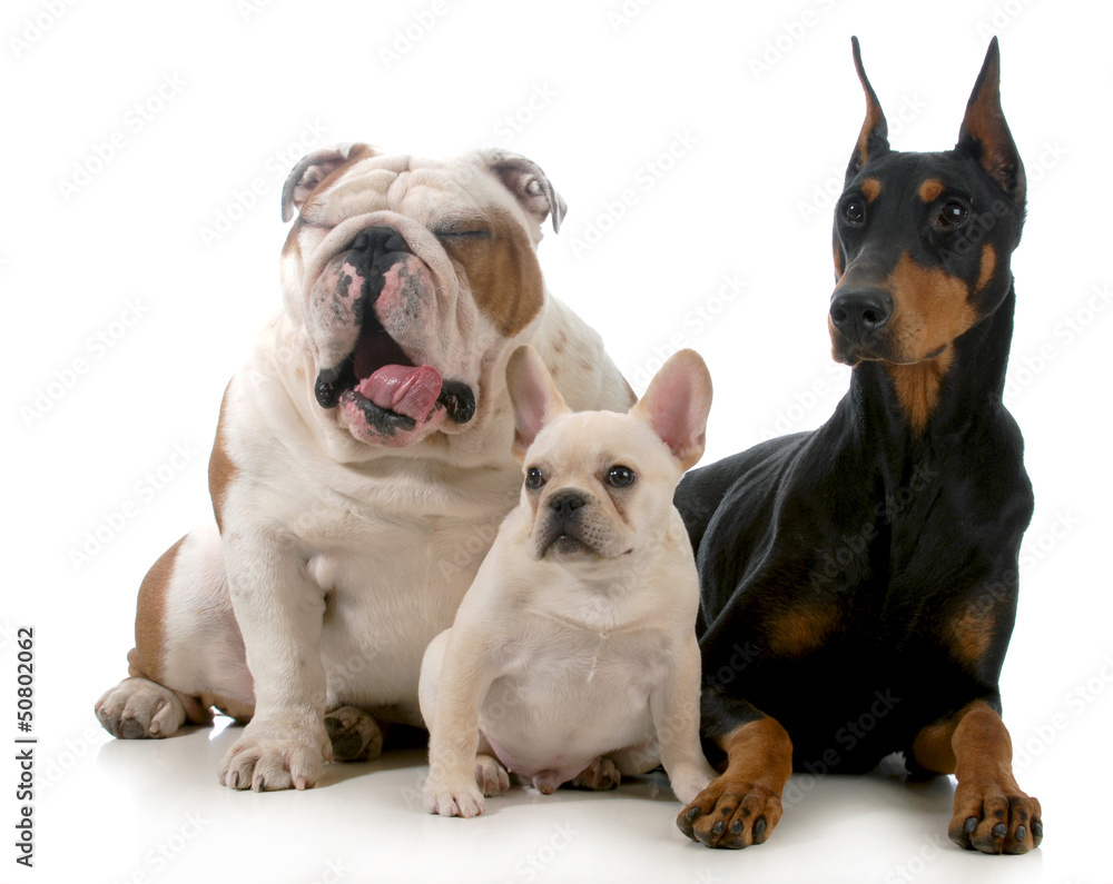 Obraz premium three dogs