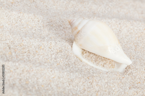 Neat seashell on the sandy beach © niyazz