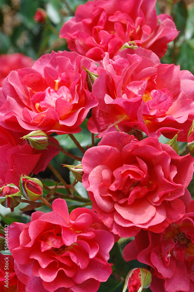 Pink flowering roses