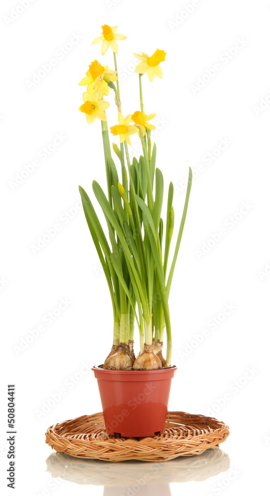 Fototapeta premium Beautiful yellow daffodils in flowerpot isolated on white
