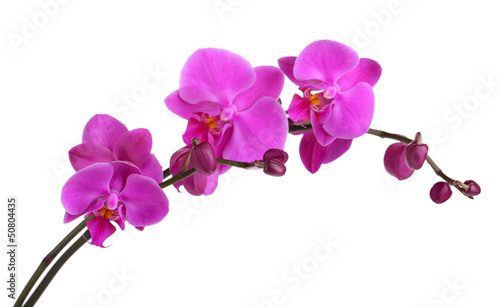 Fototapeta Naklejka Na Ścianę i Meble -  Gentle beautiful orchid isolated on white