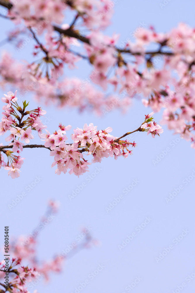 sakura tree sakura tree