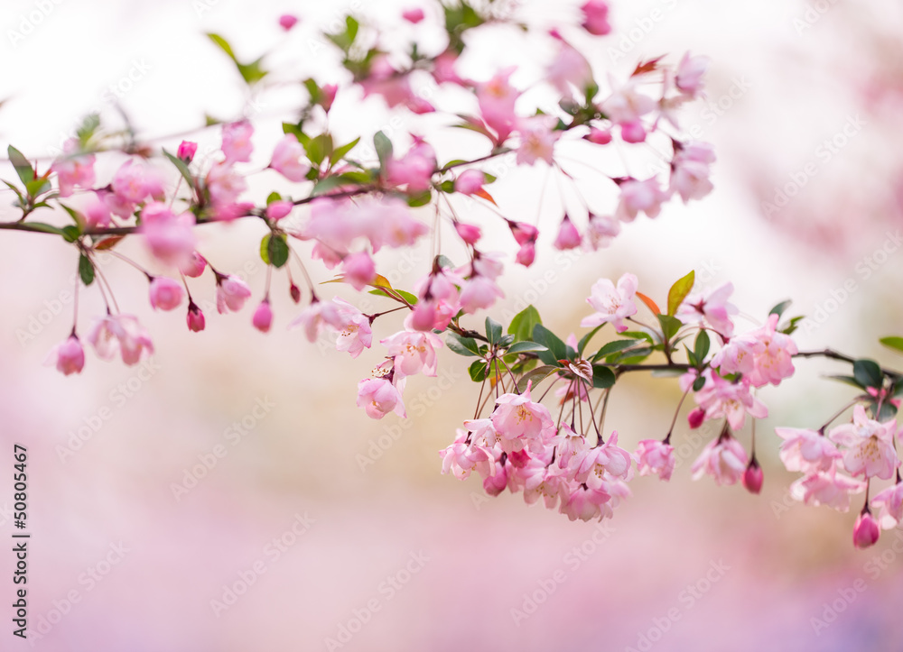 sakura tree sakura tree
