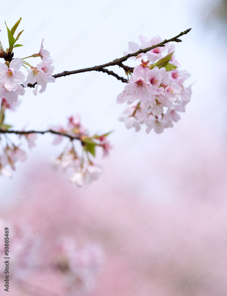 sakura tree