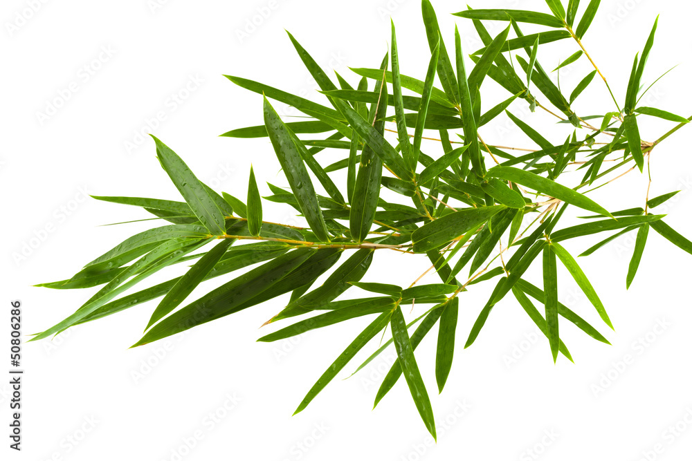 Fototapeta premium bambou