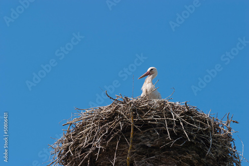 White stork standing on the nest