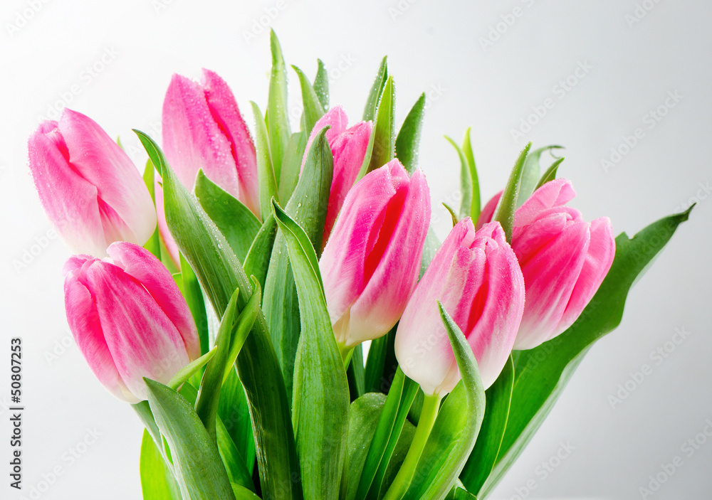 tulips tulips