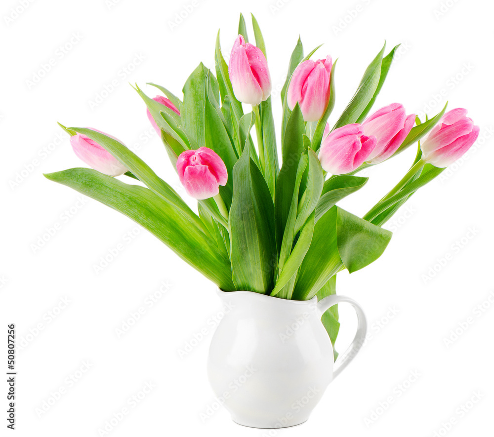 fresh  tulips isolated on white background