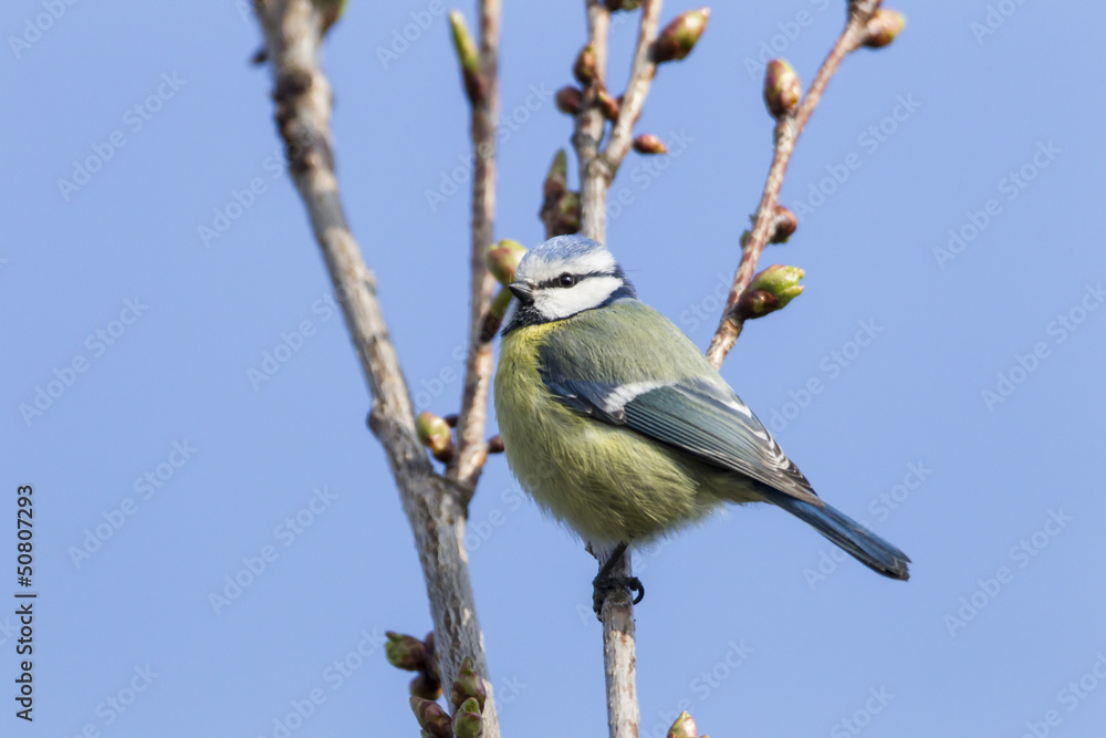 Obraz premium Blaumeise (Cyanistes caeruleus)
