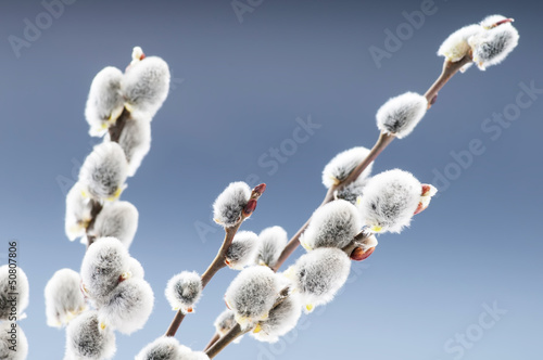 Beautiful pussy willow flowers branches