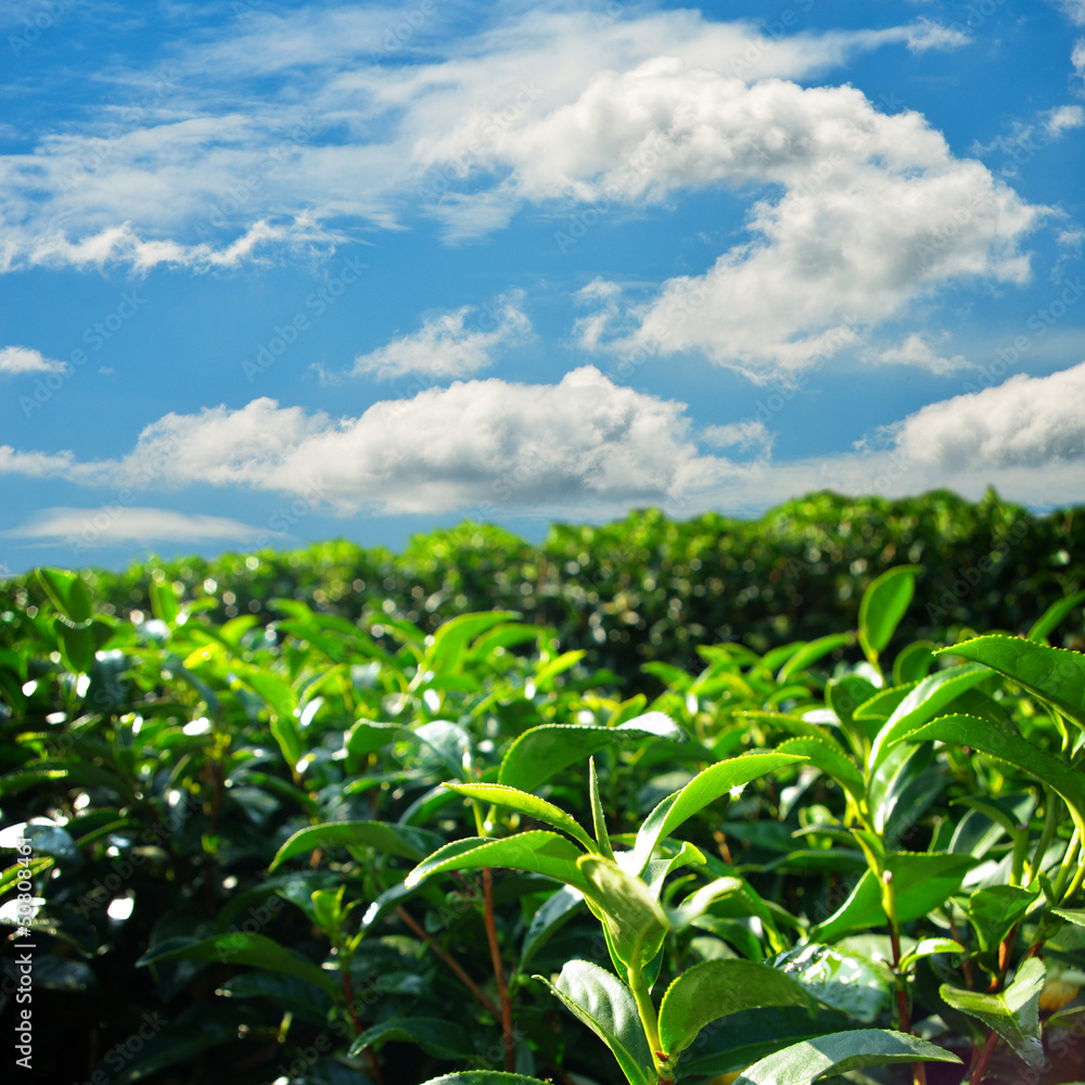 Green tea farm on hill with blue sky background Green tea farm on hill with blue sky background