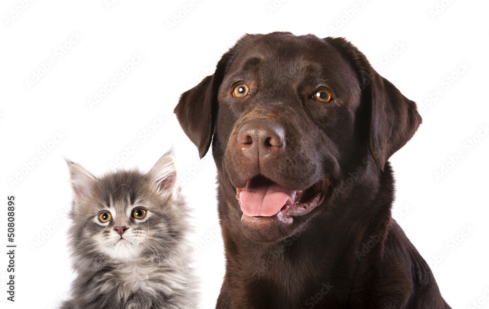 cat and dog cat and dog