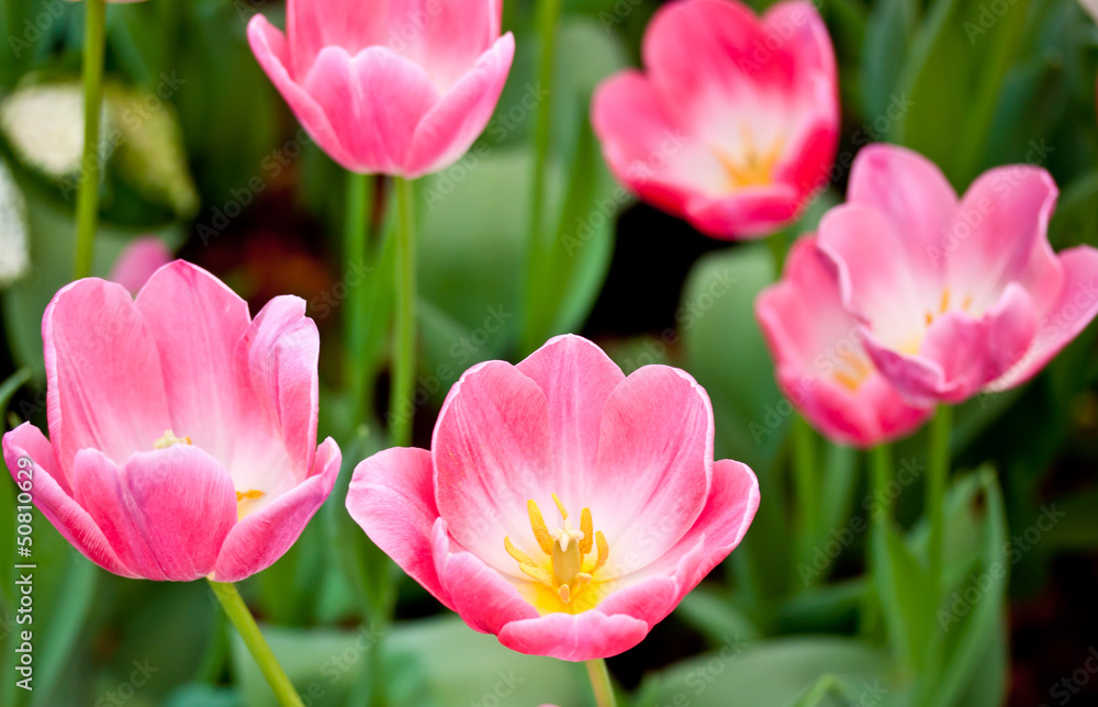 Obraz premium flower