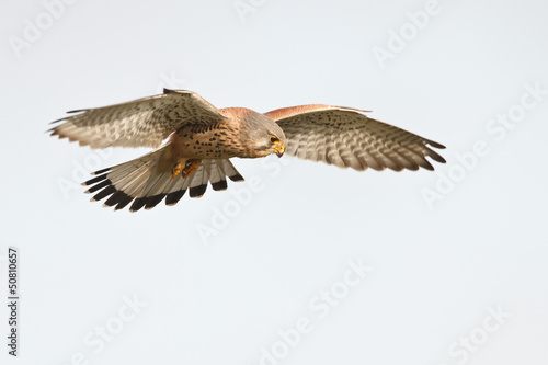 kerstel flying in the sky